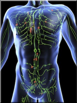 人体内12个器官最易得癌