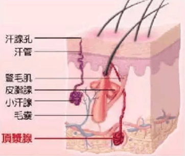 怎样彻底根除狐臭 根治狐臭的不二选择