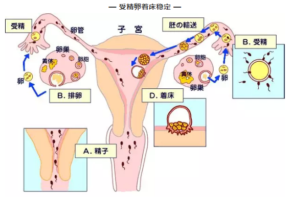 女性膀胱子宫位置图图片