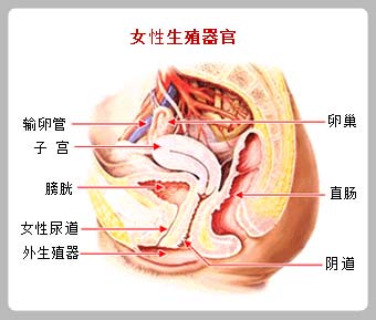 人体子宫平面图图片